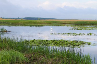 Nehirde beyaz balıkçıl