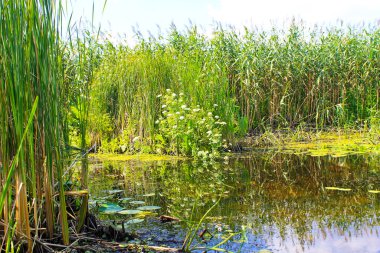 Bataklıktaki su bitkileri