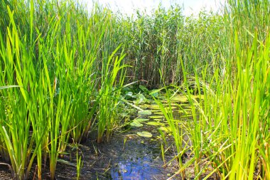 Bataklıktaki su bitkileri
