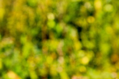 Yeşil Doğal arka plan bulanık