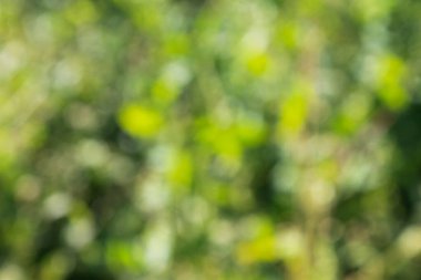 Yeşil Doğal arka plan bulanık