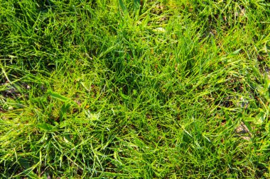 Arkaplan için yeşil çimenlerin dokusu