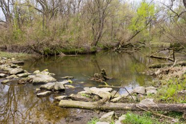 İlkbaharda ormandaki nehir