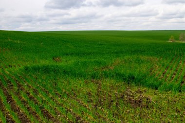 Genç yeşil buğday tarlası