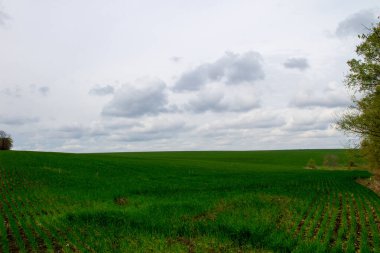 Genç yeşil buğday tarlası