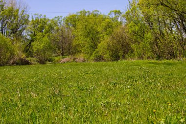 Yeşil çayır ve ağaçlarla kaplı ilkbahar manzarası