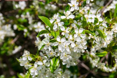 Çiçek açan kiraz ağacının ayrıntıları
