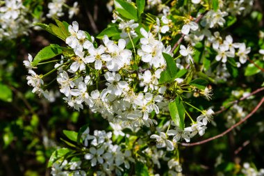 Çiçek açan kiraz ağacının ayrıntıları