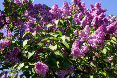 Bir Bush mor eflatun çiçekler