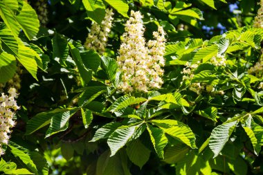 Kestane ağacının çiçek açan dalları (Aesculus hippocastanum)