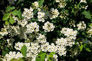 Beyaz çiçekli çalı erkeçsakalı aguta (gelinler çelenk)