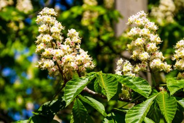 Kestane ağacının çiçek açan dalları (Aesculus hippocastanum)