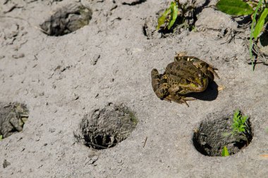 Beton yapıda oturan kurbağa