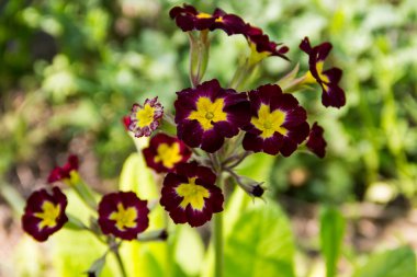 bahçede çuha çiçeği çiçek