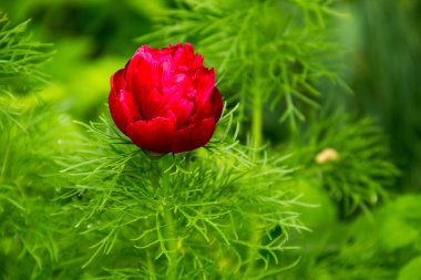 Kırmızı Şakayık Çiçeği (Paeonia tenuifolia)