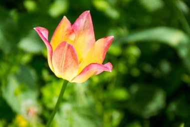 Bahçede flowerbed güzel lale