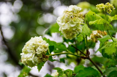 Bahçedeki beyaz viburnum kartopu çiçekleri. İlkbaharda Guelder gül bulvarı