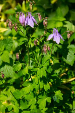 Hassas columbine çiçek Bahçe (Aquilegia vulgaris)