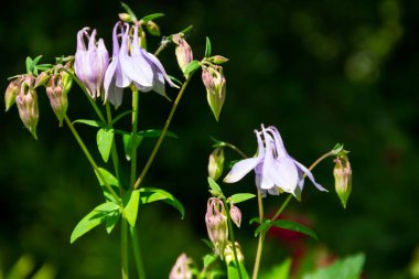 Hassas columbine çiçek Bahçe (Aquilegia vulgaris)