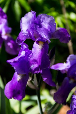 Flowerbed mor Iris çiçekler