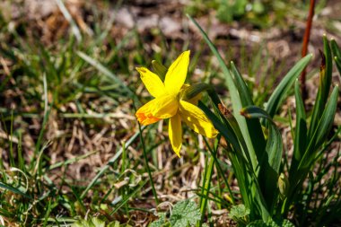 Bahçedeki sarı nergis çiçekleri. Çiçek tarhında güzel narsisler
