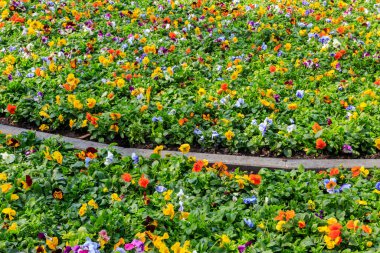 Çok renkli nonoş çiçeklerinin çiçek tarhı (Viola Tricolor)