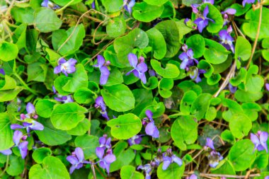 Baharda çayırda vahşi menekşeler