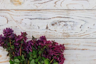 Beyaz ahşap arka planda mor Corydalis çiçekleri. İlk bahar çiçekleri. Sevgililer Günü, Kadınlar Günü ve Anneler Günü için tebrik kartı. Üst görünüm, alanı kopyala