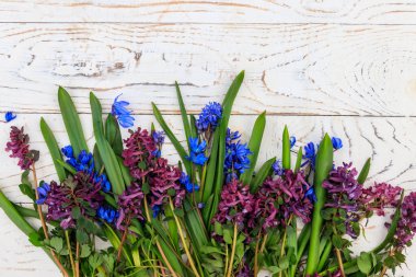 Mor Corydalis çiçekleri ve beyaz ahşap arka planda mavi scilla çiçekleri. İlk bahar çiçekleri. Sevgililer Günü, Kadınlar Günü ve Anneler Günü için tebrik kartı. Üst görünüm, alanı kopyala