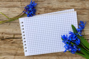 Rustik ahşap zemin üzerine mavi scilla çiçekli boş not defteri. İlk bahar çiçekleri. Sevgililer günü, kadının gün ve anneler günü tebrik kartı. Üstten görünüm, kopya alanı