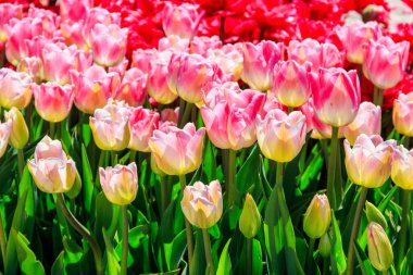 Flowerbed of pink tulips in the park at spring