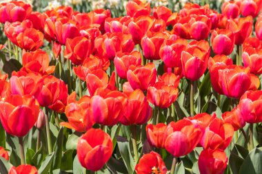 Baharda parkta büyük kırmızı laleler çiçek açmış.