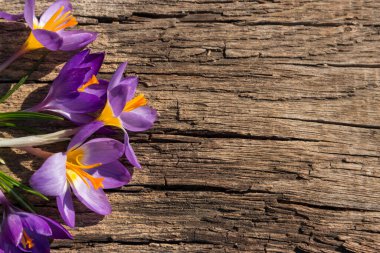 Kırsal ahşap arka planda mor kır çiçekleri. Bahar çiçekleri. Sevgililer Günü, Kadınlar Günü ve Anneler Günü için tebrik kartı. Üst görünüm, alanı kopyala