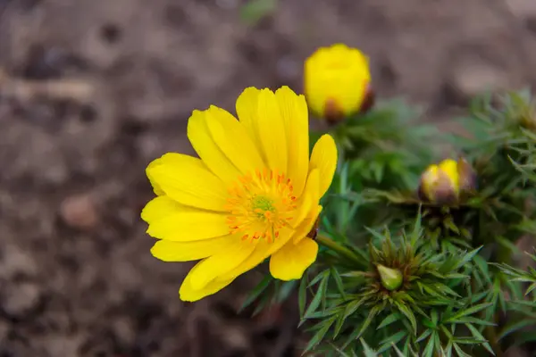 stock image Yellow adonis flower in a garden on spring