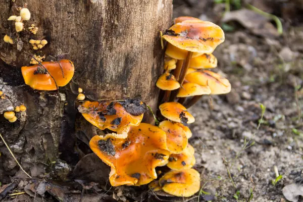 Ormandaki bir kütükte yetişen bal mantarı
