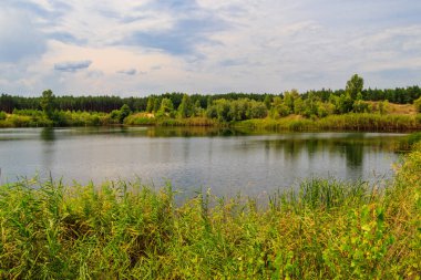 Yazın bir çam ormanında güzel bir göl manzarası