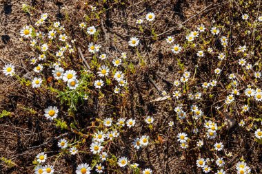 Baharda çayırdaki beyaz papatya çiçekleri