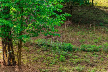Genç geyik yeşil bir çayırda otluyor.