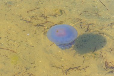 Rhizostoma pulmo, varil denizanası, çöp kapağı denizanası ya da fırfırlı ağızlı denizanası olarak bilinir.