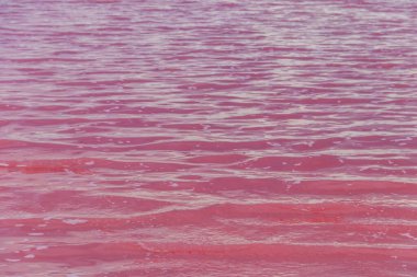 Ukrayna 'nın Kherson bölgesindeki pembe tuzlu Syvash gölünün yüzeyi. Doğal arkaplan, doku