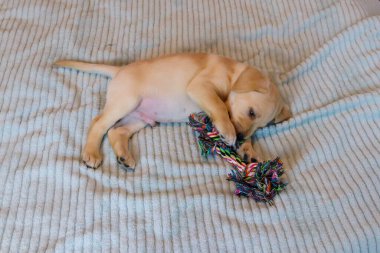 Labrador av köpeği renkli ip oyuncağıyla oynuyor.