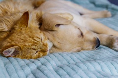 Küçük şirin labrador köpek yavrusu ve yatakta genç bir kedi. Evcil hayvanların dostluğu