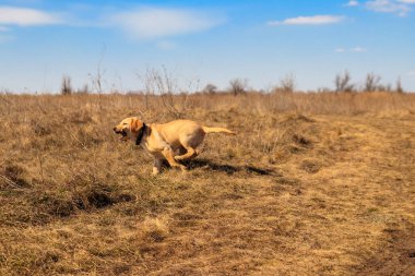 Tatlı labrador av köpeği çayırda sopayla oynuyor.