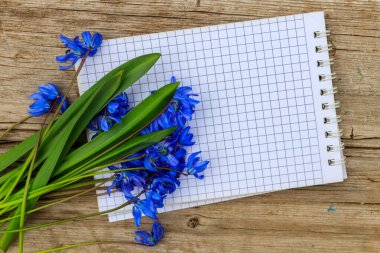 Rustik ahşap zemin üzerine mavi scilla çiçekli boş not defteri. İlk bahar çiçekleri. Sevgililer günü, kadının gün ve anneler günü tebrik kartı. Üstten görünüm, kopya alanı