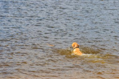 Şirin labrador av köpeği nehirde yüzüyor.