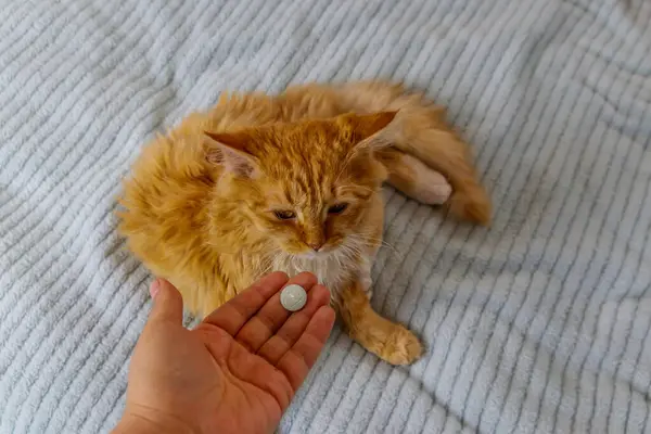 Ginger cat getting a pill from female hand. Concept of taking medicines or vitamins for animals, veterinary medicine, pet care