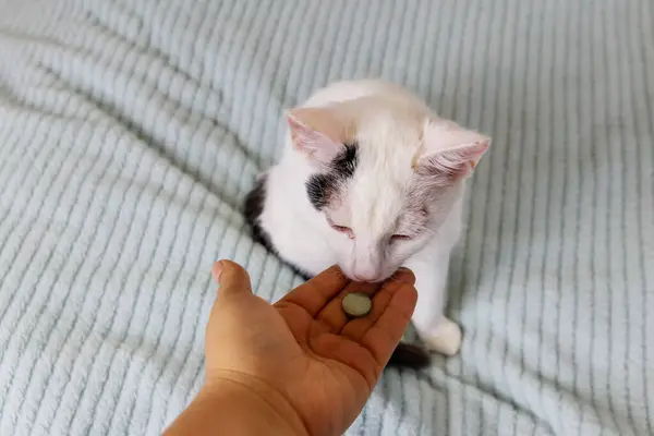 White cat getting a pill from female hand. Concept of taking medicines or vitamins for animals, veterinary medicine, pet care