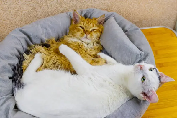 Two cats lying in their soft cozy cat bed