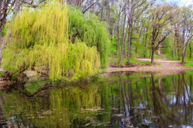 Ağlayan söğüt ağacı veya Babylon söğüdü (Salix Babylonica) bir göl kıyısında