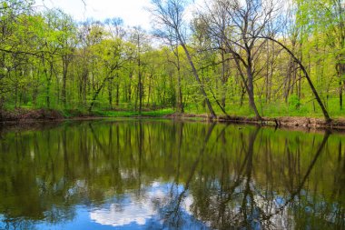 Yeşil bir ormanda güzel bir göl manzarası